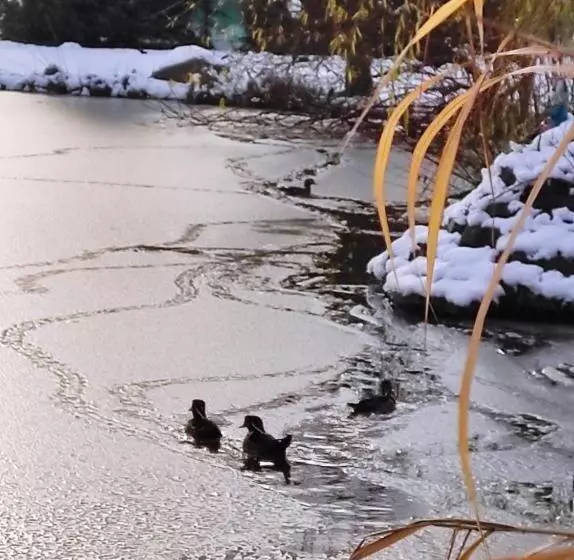 Majatalo Penzion Kosky