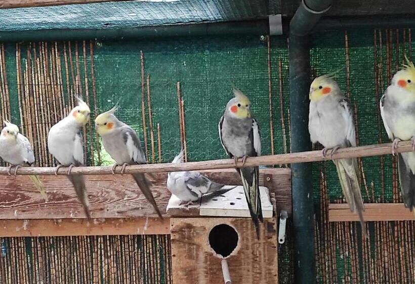 膳宿费 Penzion Kosky