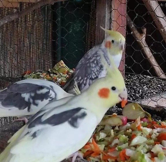 Majatalo Penzion Kosky