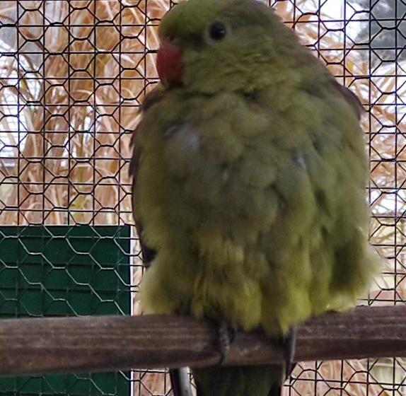 膳宿费 Penzion Kosky