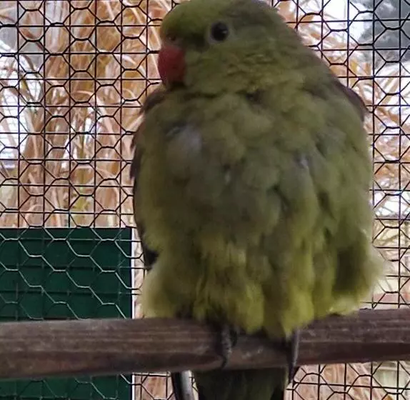 Majatalo Penzion Kosky