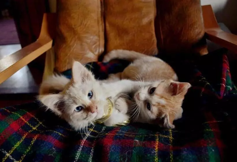 ペンション Villa Castelul Maria