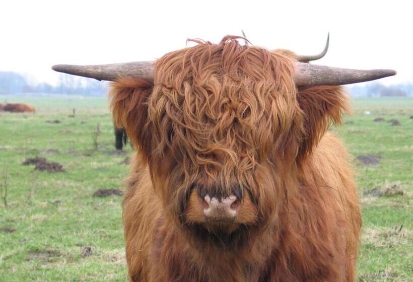 B&b Sauna D Olle Pastorie