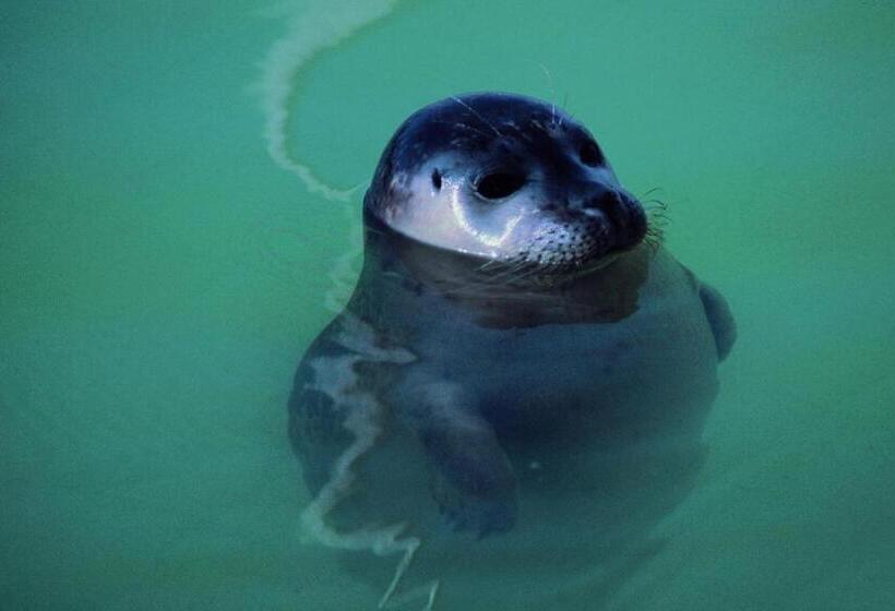 B&b Sauna D Olle Pastorie