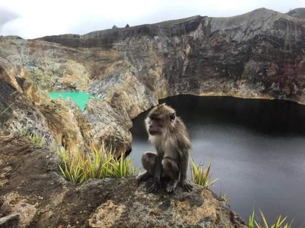 住宿加早餐 Andy S Lodge Kelimutu