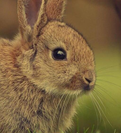 Bed and Breakfast Somerleyton Meadows   The Hideaway Hut & Hot Tub