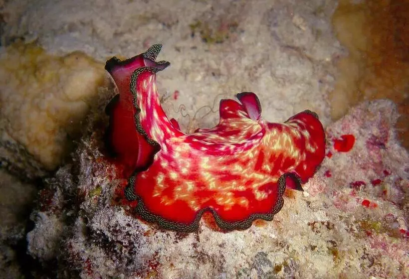 Borneo Divers Mabul Resort