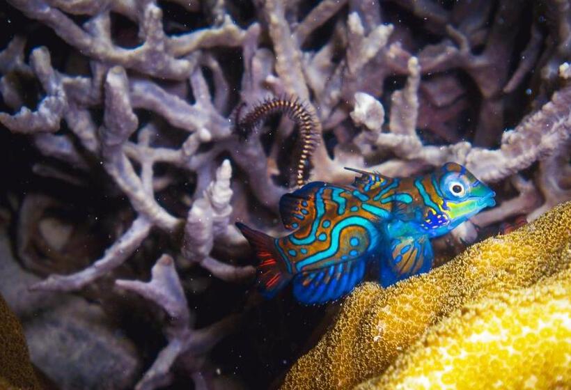 Borneo Divers Mabul Resort