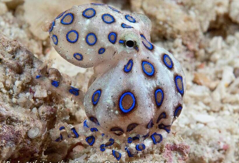 Borneo Divers Mabul Resort