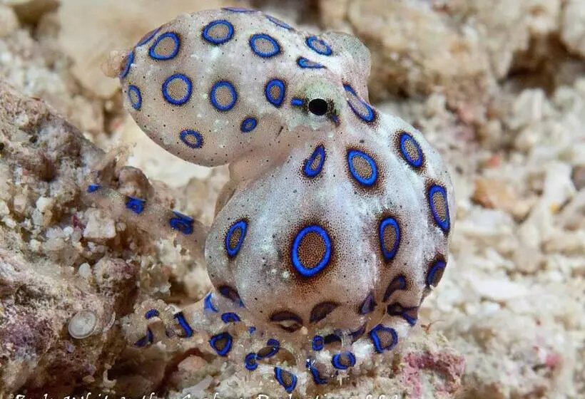 Borneo Divers Mabul Resort