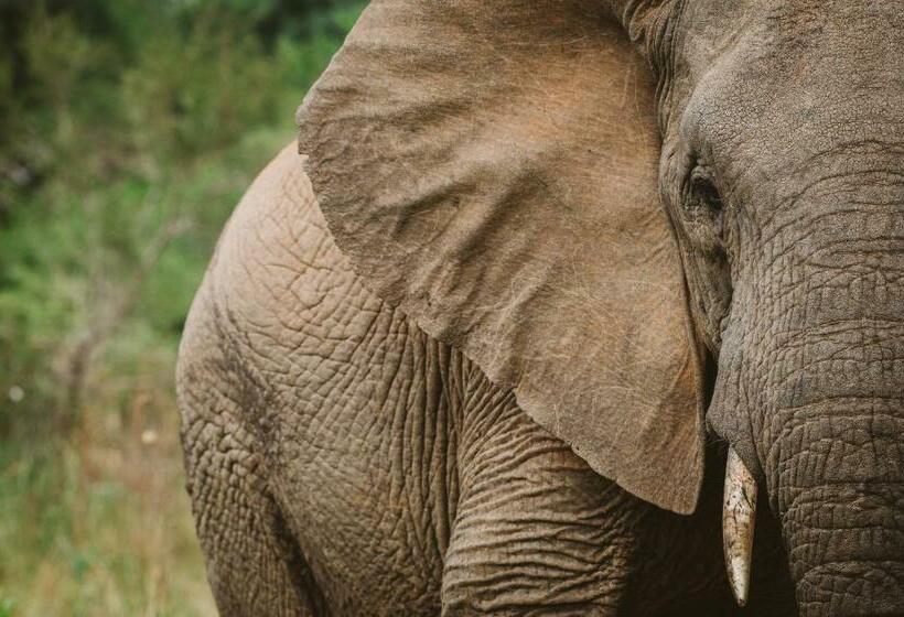 펜션 Makongo Hills Lodge