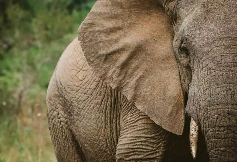 Majatalo Makongo Hills Lodge