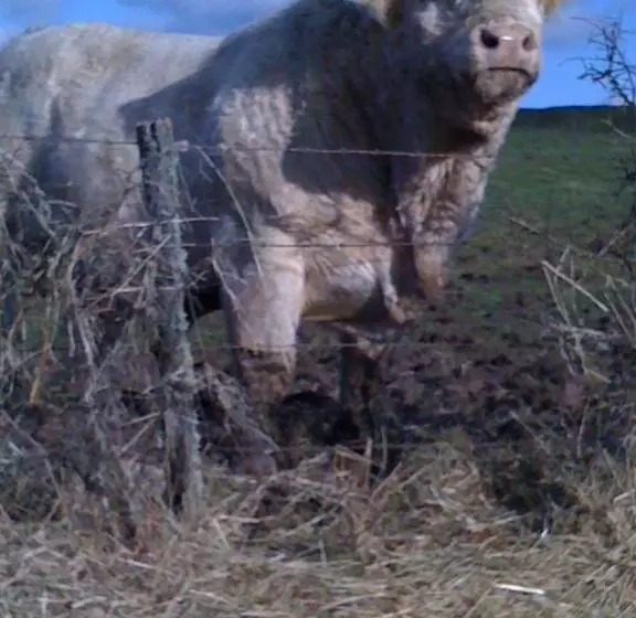 Aamiaismajoitus (B&B) Chambres D  Hotes La Lison