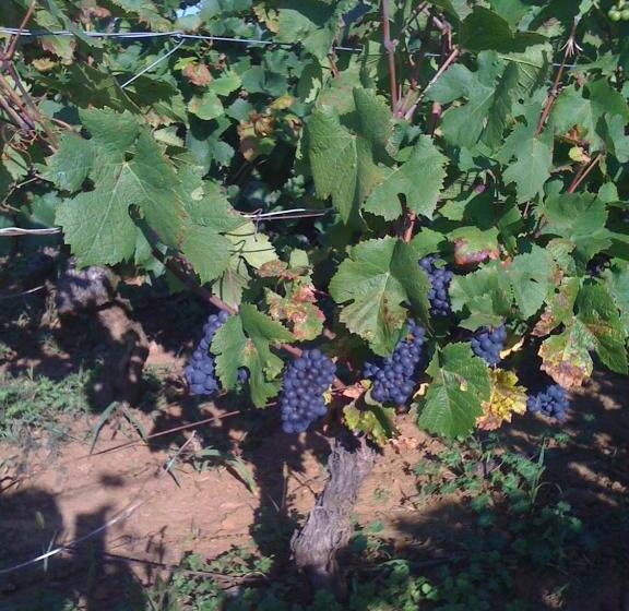 צימר Chambres D Hotes La Lison