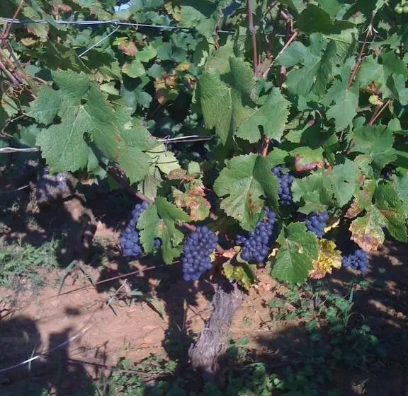 Aamiaismajoitus (B&B) Chambres D  Hotes La Lison