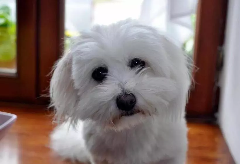 Aamiaismajoitus (B&B) Ty Daou Gwez