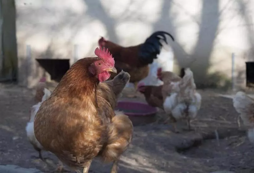 Aamiaismajoitus (B&B) Ty Daou Gwez