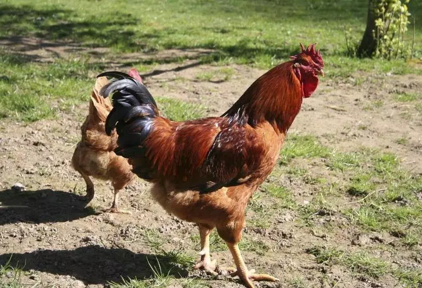 Aamiaismajoitus (B&B) Ty Daou Gwez