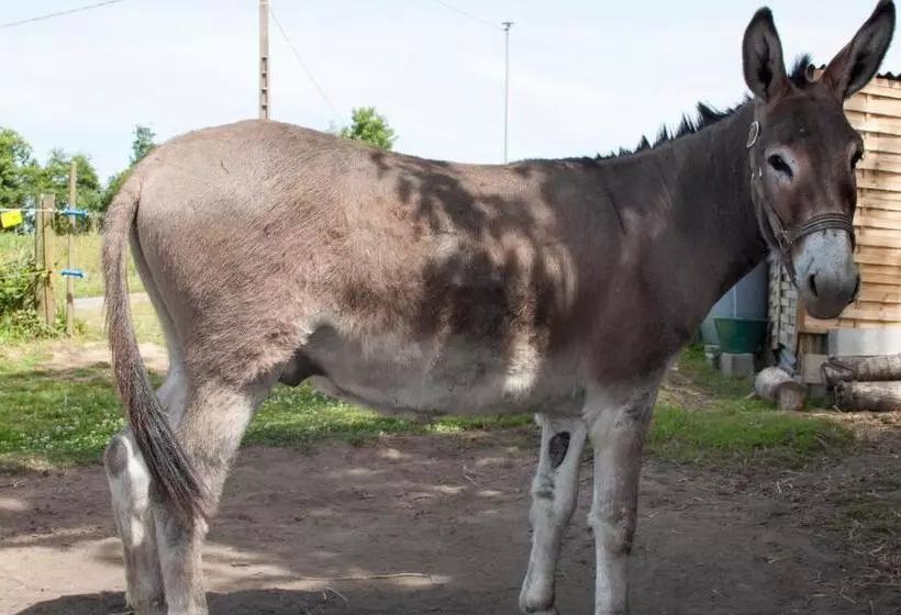 Aamiaismajoitus (B&B) Ty Daou Gwez