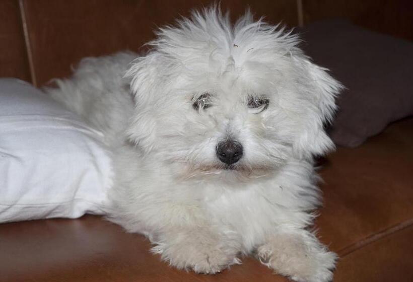 Bed and Breakfast Ty Daou Gwez