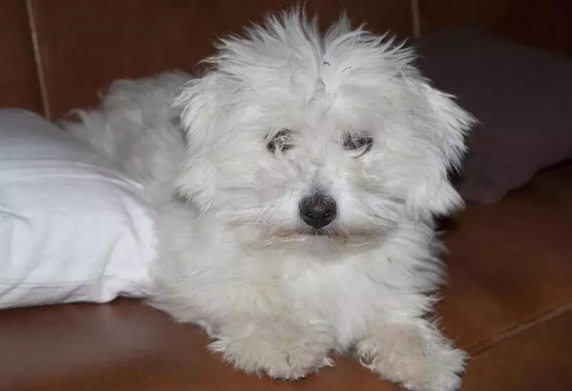 Aamiaismajoitus (B&B) Ty Daou Gwez