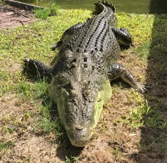 ホテル Corroboree Park Tavern