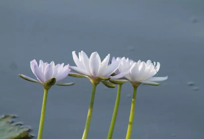 ホテル Corroboree Park Tavern