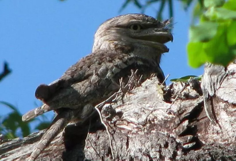 ホテル Corroboree Park Tavern