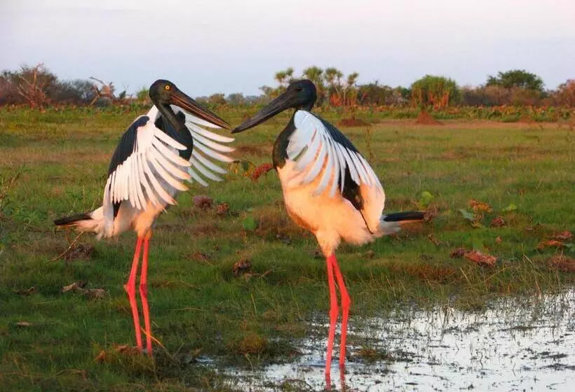 ホテル Corroboree Park Tavern