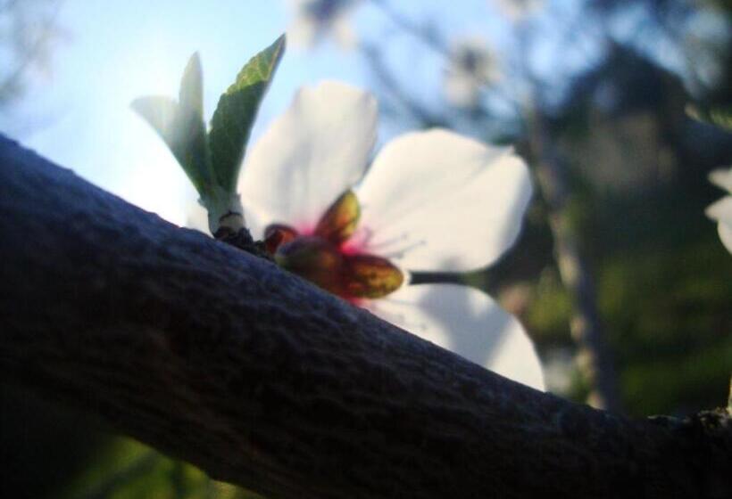 بنسيون Bethany Farm