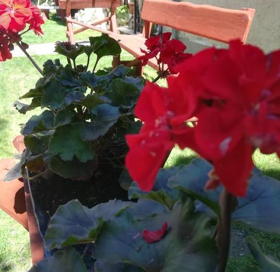 펜션 Vörös Macska Vendégház