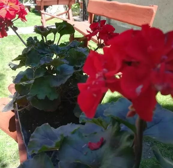 Majatalo Vörös Macska Vendégház