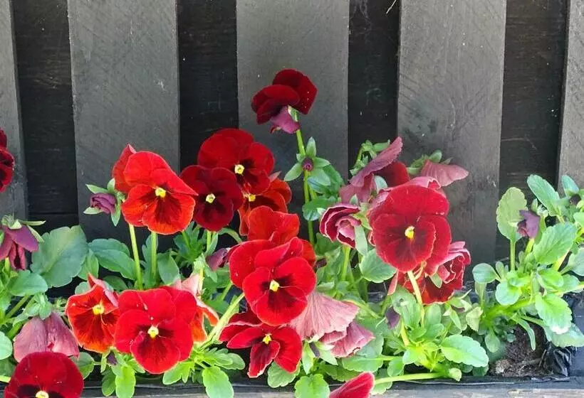 Aamiaismajoitus (B&B) De Oude Stoffeerderij