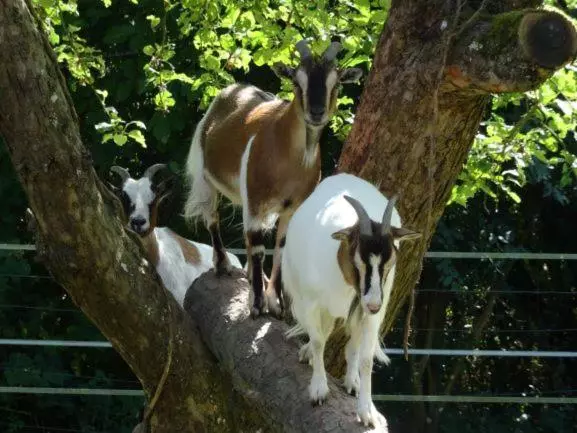 Aamiaismajoitus (B&B) La Belle D Antan