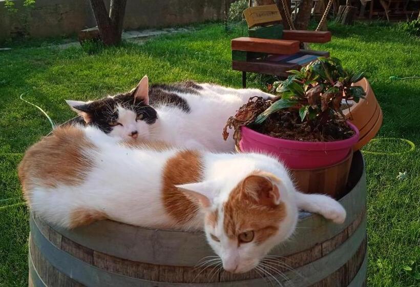 Bed and Breakfast Pocoburro Ca  D Arte