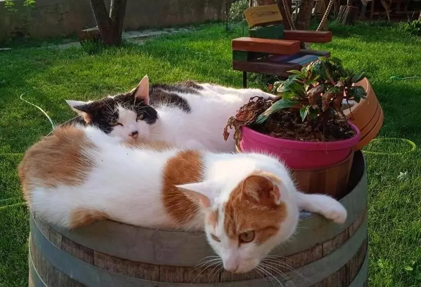 Aamiaismajoitus (B&B) Pocoburro Ca  D Arte