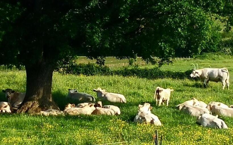 بنسيون La Cle Des Champs