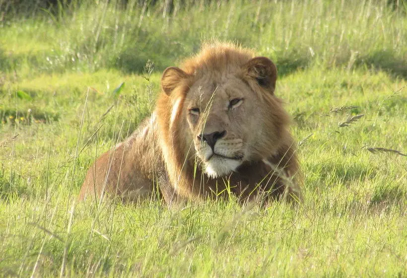 فندق Woodbury Tented Camp – Amakhala Game Reserve