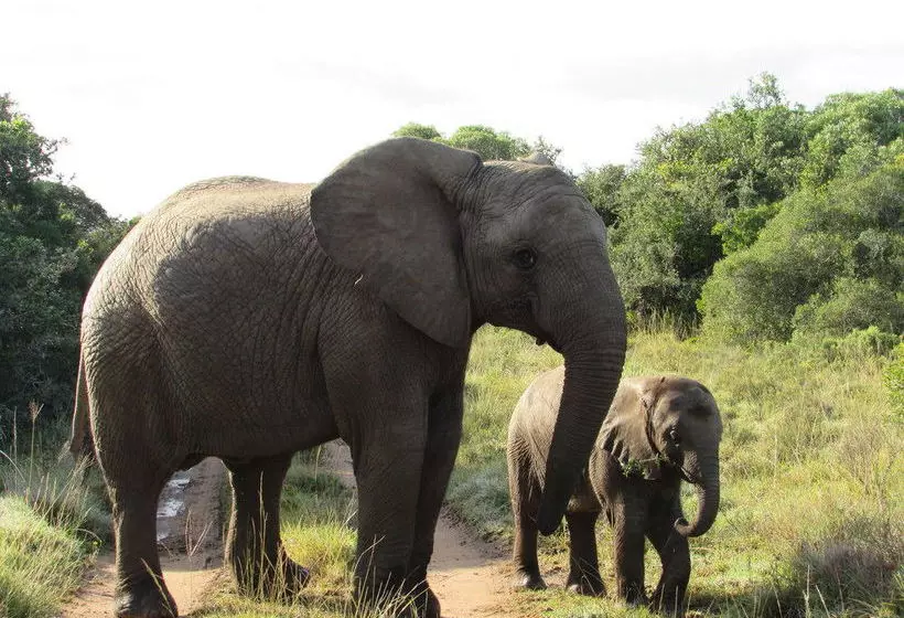 فندق Woodbury Tented Camp – Amakhala Game Reserve