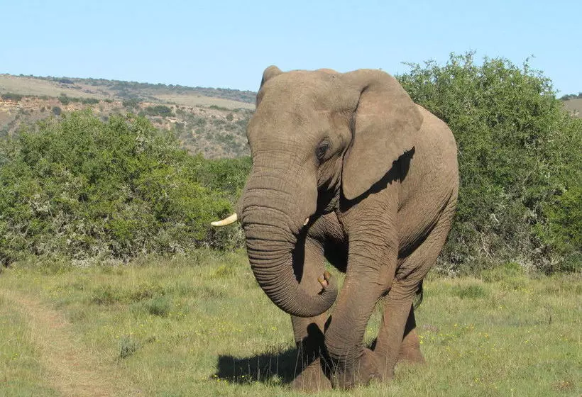 فندق Woodbury Tented Camp – Amakhala Game Reserve