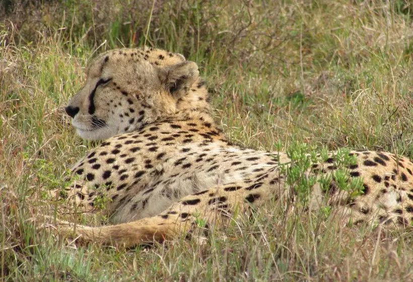 فندق Woodbury Tented Camp – Amakhala Game Reserve