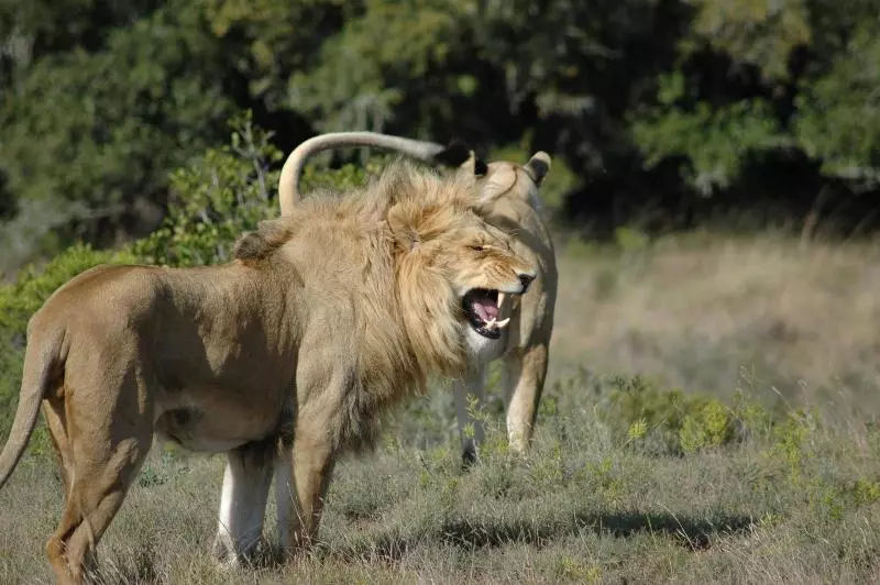 酒店 Safari Lodge Amakhala Game Reserve