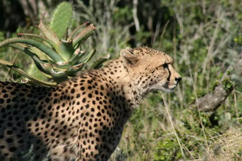 酒店 Safari Lodge Amakhala Game Reserve