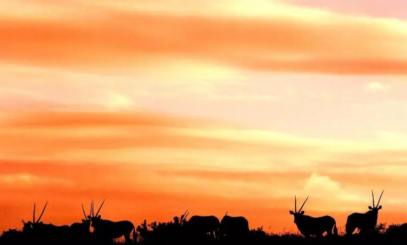 酒店 Safari Lodge Amakhala Game Reserve