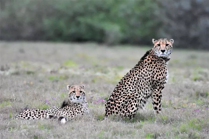 酒店 Safari Lodge Amakhala Game Reserve