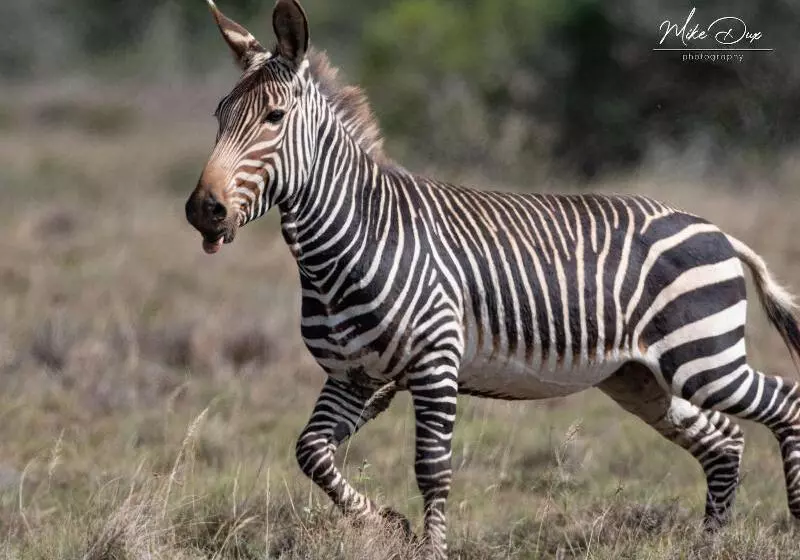 酒店 Safari Lodge Amakhala Game Reserve
