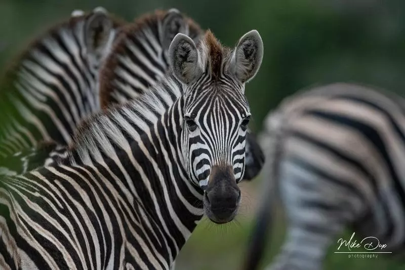 酒店 Safari Lodge Amakhala Game Reserve