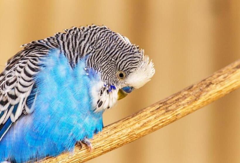 Wagin Cottage Garden Bed And Breakfast