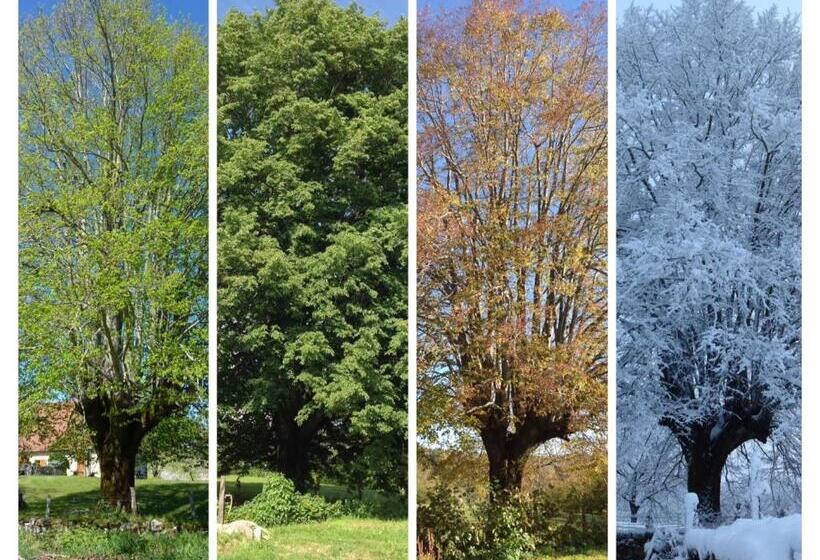 ベッドアンドブレックファースト A L Ombre Du Tilleul