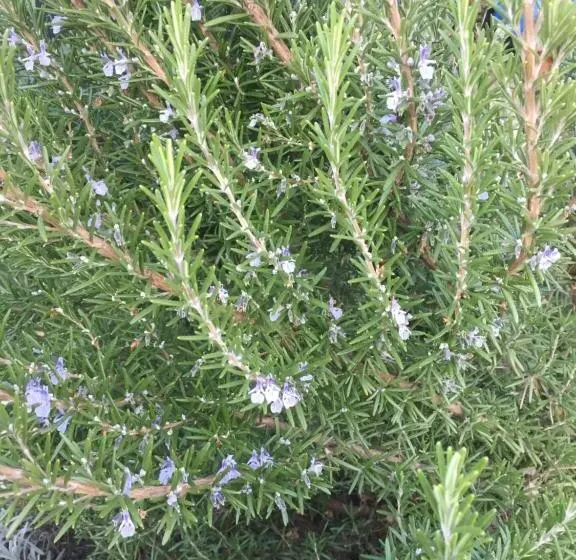 Aamiaismajoitus (B&B) Villa Dolne Saliby